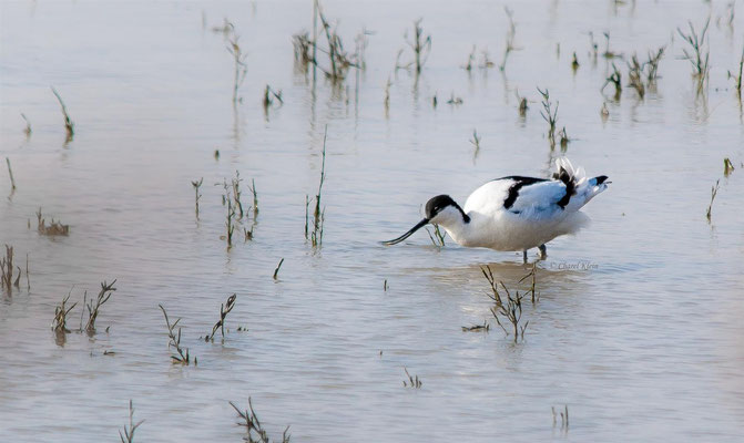 Säbelschnäbler  |  Pied Avocet  (Recurvirostra avosetta)  -- Belgium