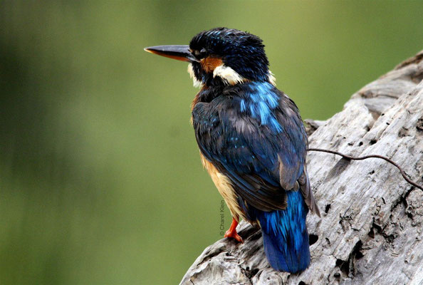 Kingfisher ( Alcedo atthis) -- Camargue / France