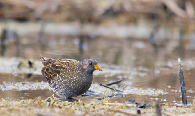 Spotted Crake   (Porzana porzana) -- Luxembourg