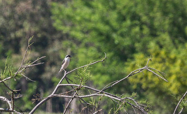 Lesser Grey Shrike     (Lanius minor)    -- Turkey
