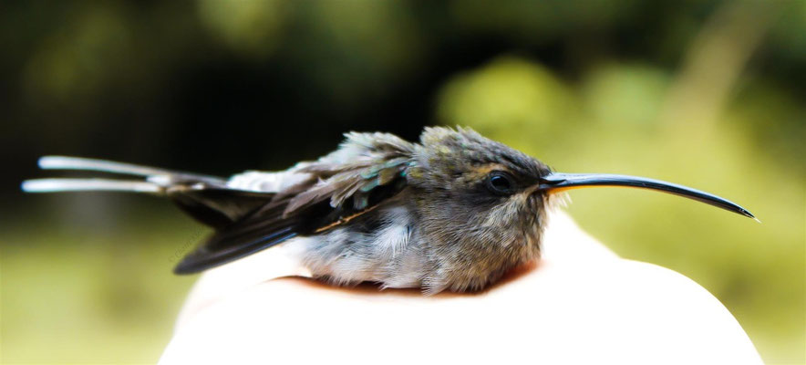  Long-tailed Hermit        (Phaethornis superciliosus) -- Peru / Centro De Rescate Taricaya