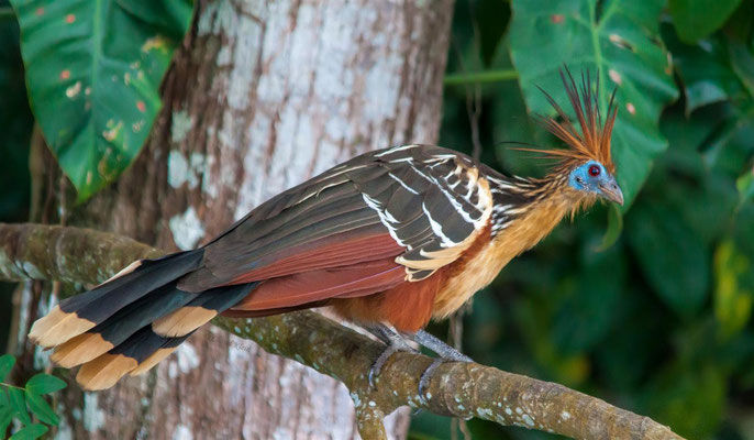 Hoatzin (Opisthocomus hoazin)   --- Lake Sandoval / Peru