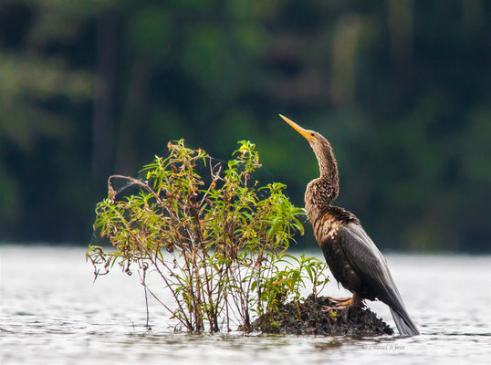  Anhinga    (Anhinga anhinga) -- Peru / Centro De Rescate Taricaya