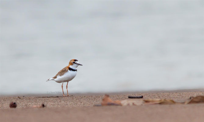 Collared Plover   (Charadrius collaris)  -- Peru / Centro De Rescate Taricaya -- July 2013