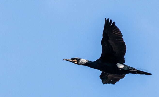 Great Cormorant (Phalacrocorax carbo) -- Luxembourg