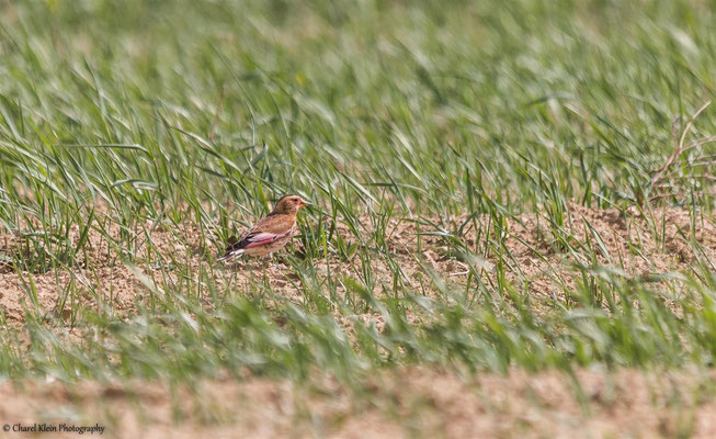 Crimson-winged Finch    (Rhodopechys sanguineus)    --   Lake Van / Birdingtrip Turkey 2015