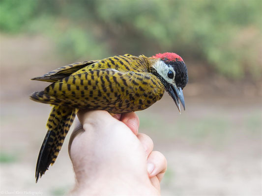Spot-breasted Woodpecker (Colaptes punctigula) -- 2016