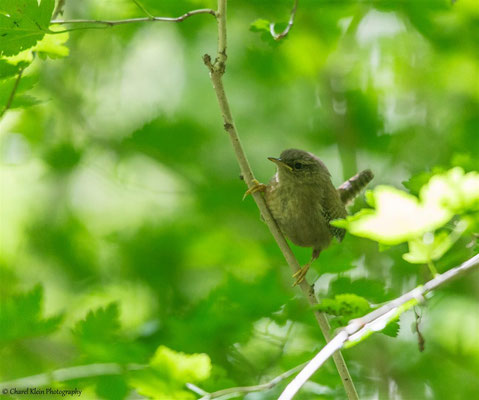 Eurasian Wren     (Troglodytes troglodytes)  -- Luxembourg