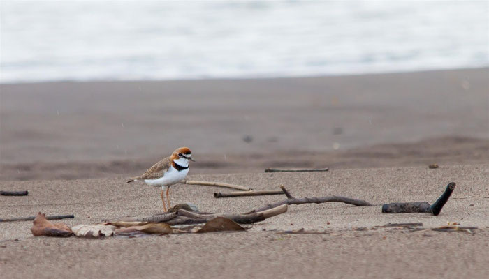 Collared Plover   (Charadrius collaris)  -- Peru / Centro De Rescate Taricaya -- July 2013