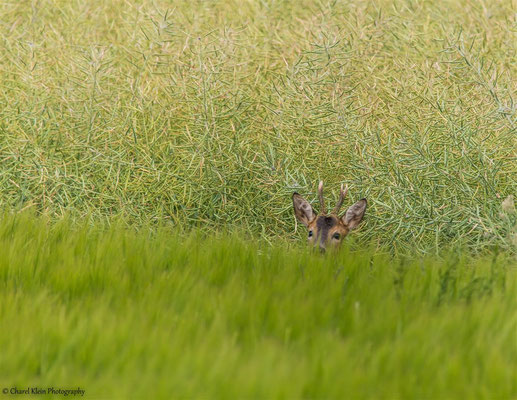 Roe deer  (Capreolus capreolus) --  Germany 2014