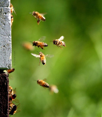 Westliche Honigbiene / Western honey bee (Apis mellifera)