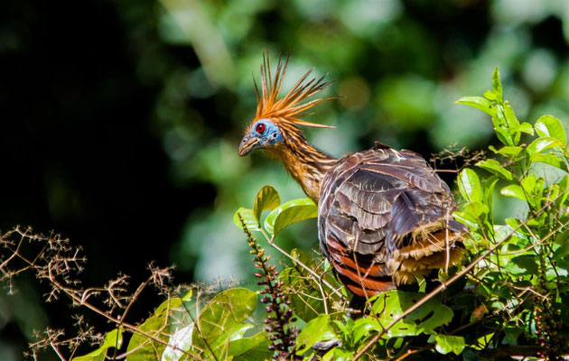 Hoatzin (Opisthocomus hoazin)   --- Lake Sandoval / Peru