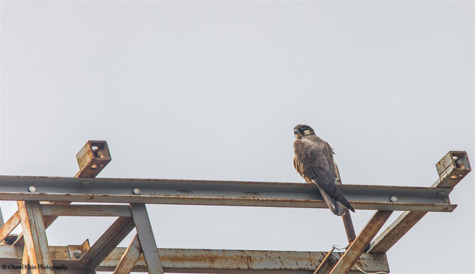 Eleonora's Falcon    (Falco eleonorae)    --   Birdingtrip Turkey 2015
