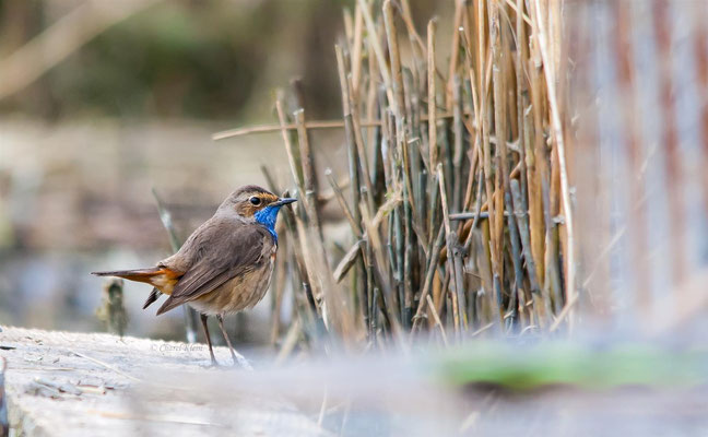 Bluethroat         (Luscinia svecica)    --  Luxembourg