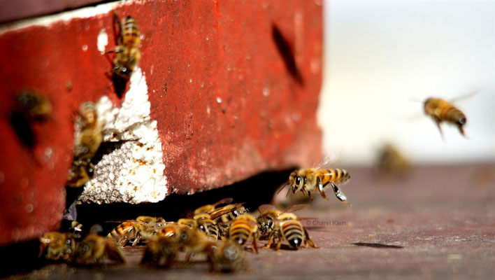 Westliche Honigbiene / Western honey bee (Apis mellifera)