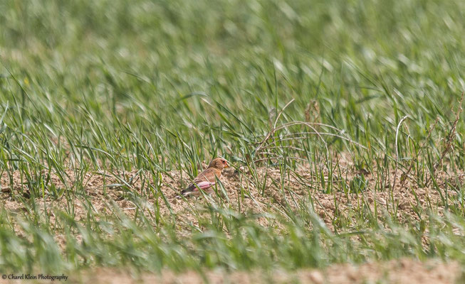 Crimson-winged Finch    (Rhodopechys sanguineus)    --   Lake Van / Birdingtrip Turkey 2015