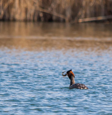 Great Crested Grebe (Podiceps cristatus) -- Luxembourg