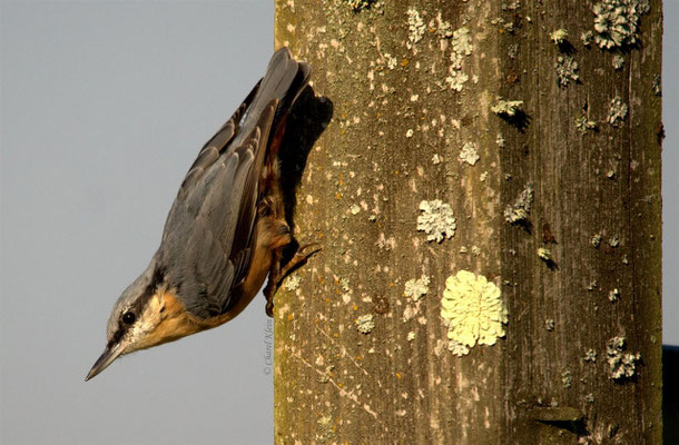 Eurasian Nuthatch     (Sitta europaea)  -- Luxembourg