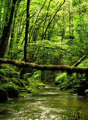 Stone river bed -- Palzem / Germany