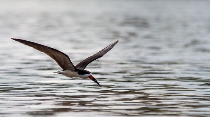 Black Skimmer (Rynchops niger)   -- Peru / Centro De Rescate Taricaya