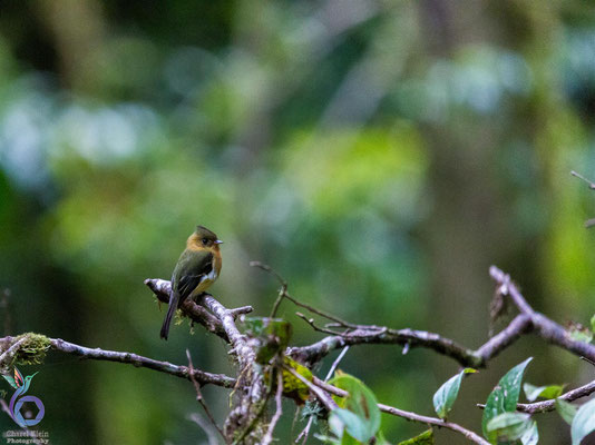 Tufted Flycatcher (Mitrephanes phaeocerus)