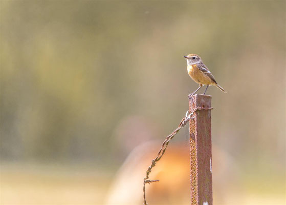 European Stonechat            (Saxicola rubicola)    --  Luxembourg