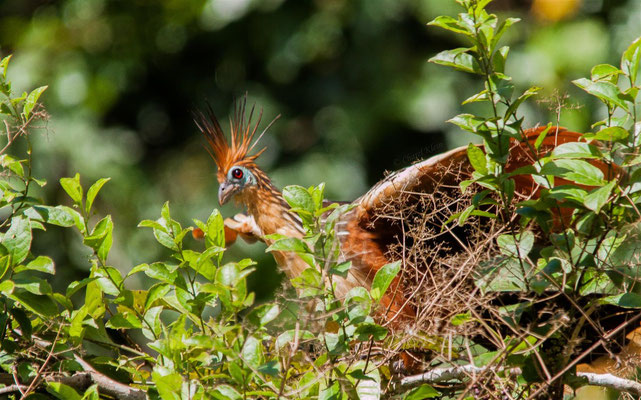 Hoatzin (Opisthocomus hoazin)   --- Lake Sandoval / Peru