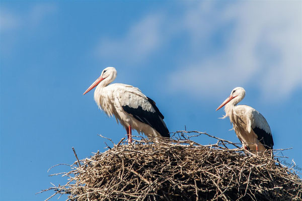 White Stork (Ciconia ciconia) -- Alsace / France