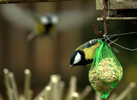 Great Tit (Parus major) -- Luxembourg