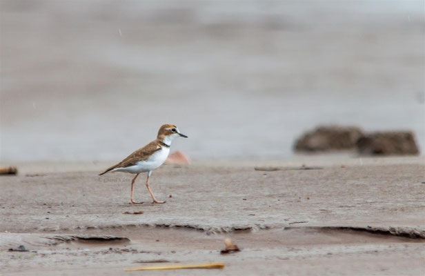 Collared Plover   (Charadrius collaris)  -- Peru / Centro De Rescate Taricaya -- July 2013