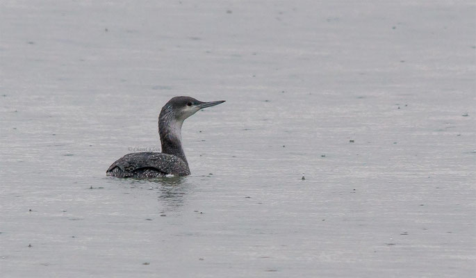 Black-throated Loon (Gavia arctica) -- Zeeland / Netherlands