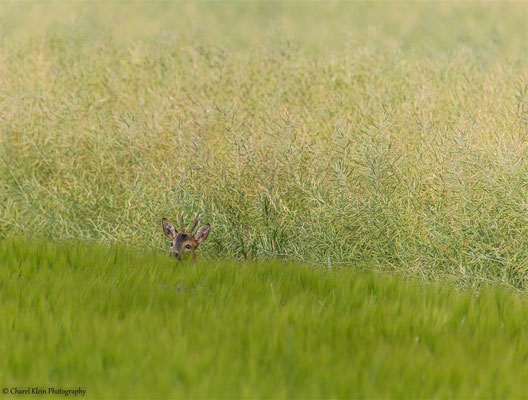 Roe deer  (Capreolus capreolus) --  Germany 2014