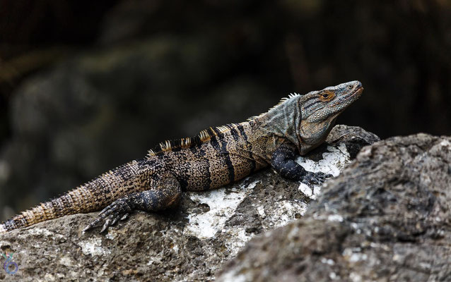 Green iguana (Iguana iguana) - not sure