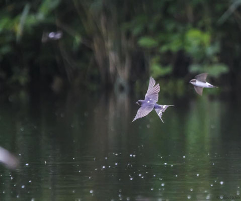 Barn Swallow       (Hirundo rustica) -- Luxembourg