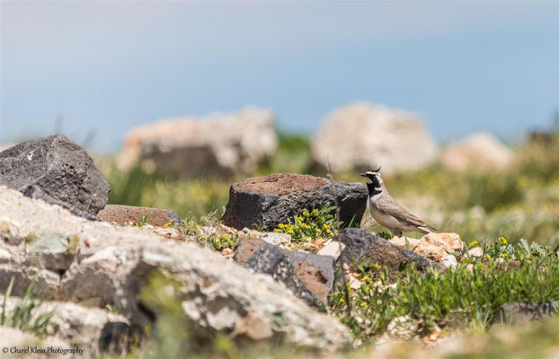 Horned Lark (Eremophila alpestris penicillata) -- Birdingtrip Turkey 2015