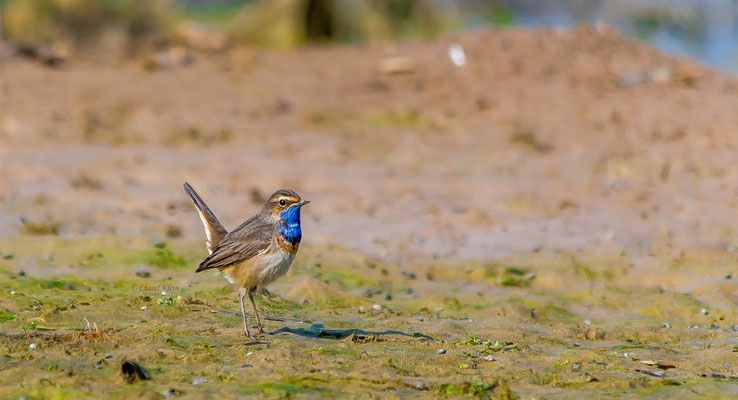 Bluethroat         (Luscinia svecica)    --  Luxembourg