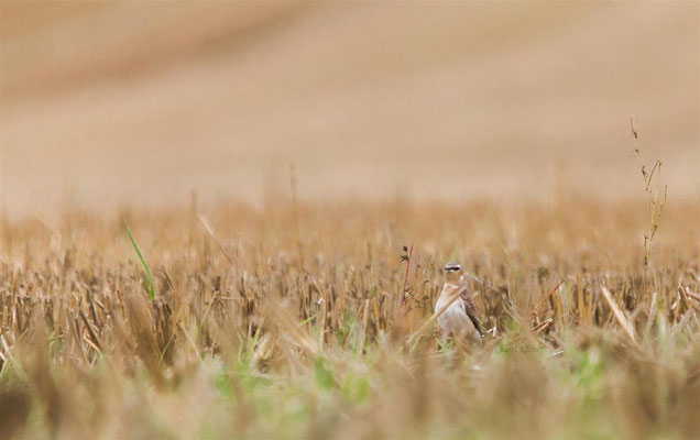 Northern Wheatear         (Oenanthe oenanthe)    --    Luxembourg