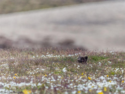 Arctic fox   (Vulpes lagopus)   --   Traill / Karupelv Valley Project / Greenland   -- 2015