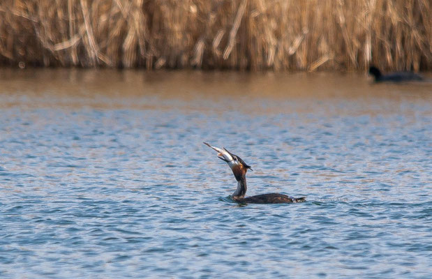 Great Crested Grebe (Podiceps cristatus) -- Luxembourg