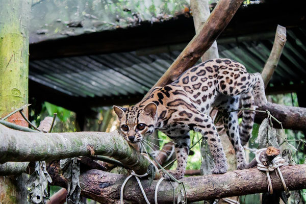 Margay -- Peru / Centro De Rescate Taricaya