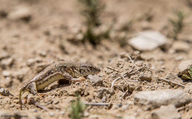 Lizard in Turkey    -- Birdingtrip Turkey 2015