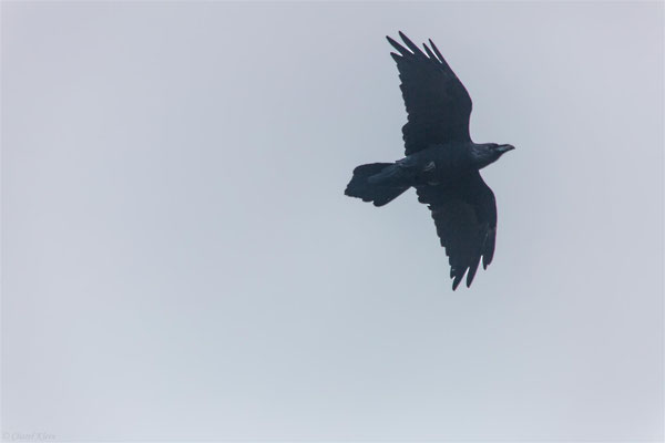 Common Raven (Corvus corax)  -- Belchen / Germany