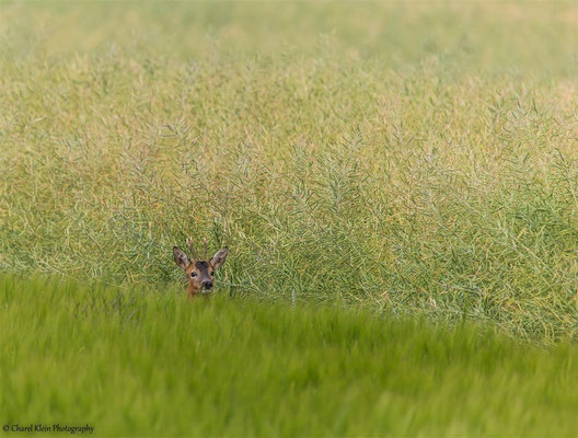 Roe deer  (Capreolus capreolus) --  Germany 2014