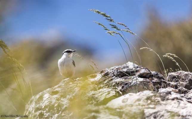 Eastern Rock Nuthatch    (Sitta tephronota)    --   Birdingtrip Turkey 2015