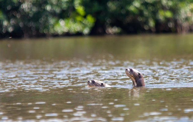 Giant otter  -- Peru / Centro De Rescate Taricaya