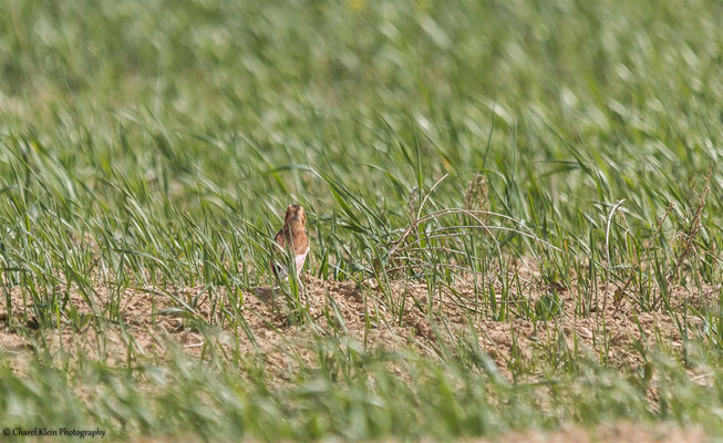 Crimson-winged Finch    (Rhodopechys sanguineus)    --   Lake Van / Birdingtrip Turkey 2015