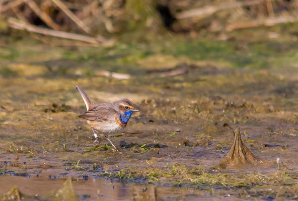 Bluethroat         (Luscinia svecica)    --  Luxembourg