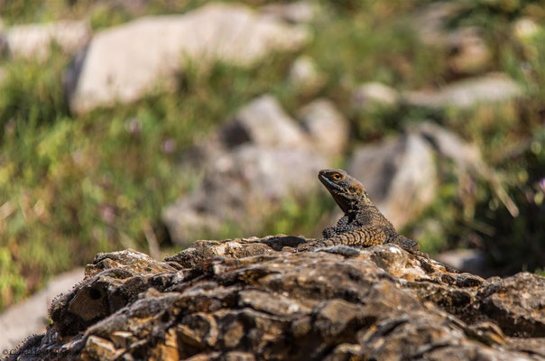 Lizard in Turkey    -- Birdingtrip Turkey 2015