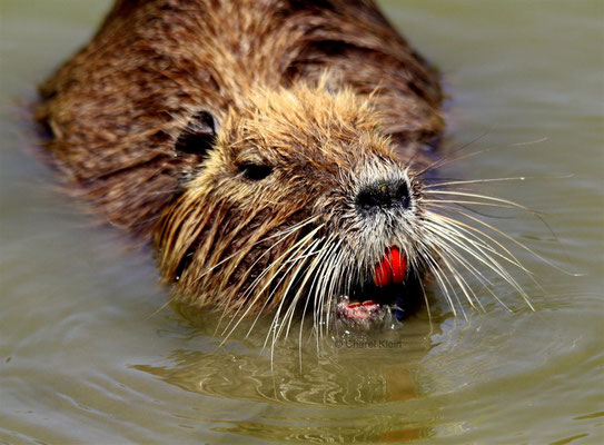 Coypu -- Camargue / France