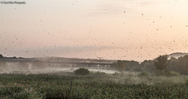 Common Starling     (Sturnus vulgaris)  -- Luxembourg